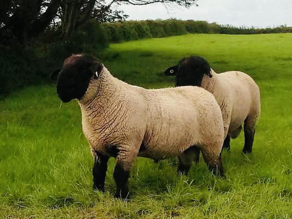 The Snuggly Sheep Shepherd Hut Farm Stay バリシャノン エクステリア 写真