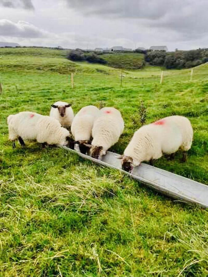 The Snuggly Sheep Shepherd Hut Farm Stay バリシャノン エクステリア 写真