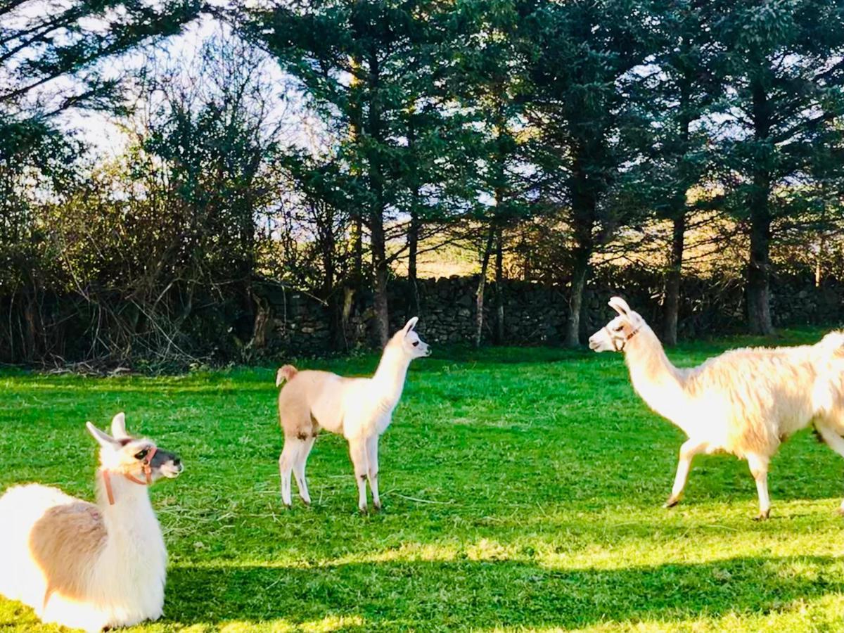 The Snuggly Sheep Shepherd Hut Farm Stay バリシャノン エクステリア 写真