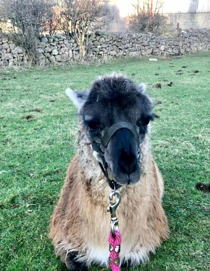 The Snuggly Sheep Shepherd Hut Farm Stay バリシャノン エクステリア 写真